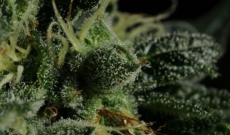 Knockout (K.O) feminized seeds