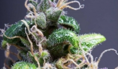 Alt om Purple Power Feminized Seeds