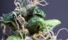 All about Purple Power Feminized Seeds 