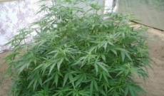 Différents types de graines de cannabis