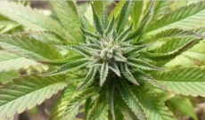 Blue Mystic Feminized Seeds