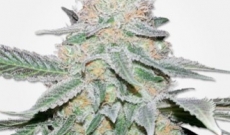 Get high with Crystal seeds too, among the best in the market