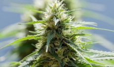 Get the best cannabis seeds and get the intriguing realities