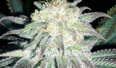 Ice Feminized Seeds are Special Cannabis for Bedtime Smokers