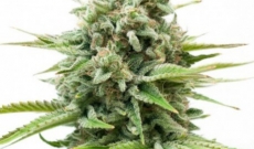 If You Are Into Marijuana, Why Not Try White Widow