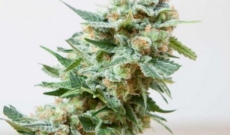 Misty Feminized seeds are Right Options for Experienced Growers and Beginners