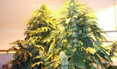 Pure Power marijuana seeds