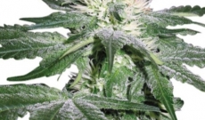 Afganistanin skunk on hybridi indica ja sativa