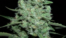 AK47 Auto giver flere udbytter