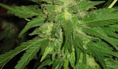 About Four Way Specials seeds and its High Quality