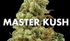 Get The Coveted Afghan Power Kick From Master Kush Marijuana