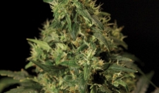 Northern Light è ibrida di Indica e Afghani