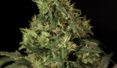 Northern Light Is Hybrid Of Indica And Afghani