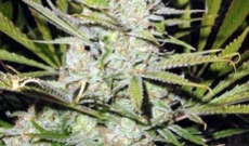 All about Northern Light seeds