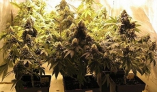 Popularity of Big bud seeds