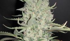 White Widow is het beste voor beginners