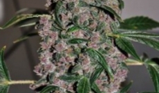 AK47 plus White Widow XTRM equals K47 XTRM!