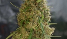 Amnesia Trance Feminized - Have A Great Demand Today