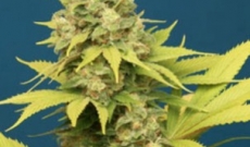 Fordeler og spesialiteter av nederlandske Dope Cannabis 