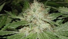 Bianca wiet zaad - een van de beste cannabis hybride