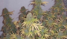 Big Bud Feminizada - Ganadora de la Cannabis Cup