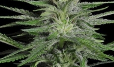 Blueberry 420 auto fem - one of the best and award winning seeds