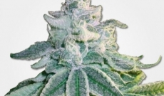 Caramelicious Auto - fem seeds known as one of the profitable Marijuana seeds