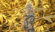Caramelicious feminized seeds - know for its great aroma and taste