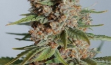 Caramelicious Seeds Give The Sweet Smell And Citrus Aroma