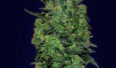 Chronic Auto-fem Seeds are Perfect for Medicinal Requirements