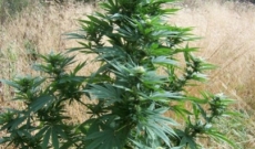 Early-Misty pålitelig cannabisprodukt å vokse i tørt klima