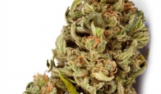 Obtenga los datos correctos sobre las semillas de marihuana