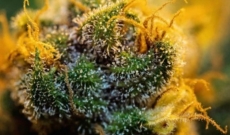 La variedad Top Top Demanded cannabis - Blue Dream Feminizadas