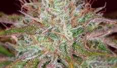 Denna marijuana frö växer stora knoppar