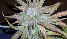 Understanding the Aussie Blues Feminized