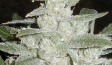 White Widow - kristallregnfallet