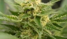 The Best Reasons to Buy Feminized Amnesia Seeds