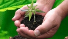 Best Guide to Marijuana Seeds on the Internet