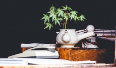 Cannabis Microanbau: Gibt es eine Maximalhöhe für Pflanzen?