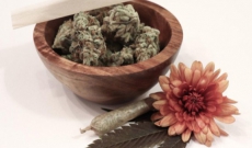 Die meistgestellte Frage: Wann sollte man seine Cannabispflanze ernten? 