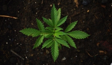 ¿Cuáles son los niveles óptimos de pH para cultivar Cannabis?