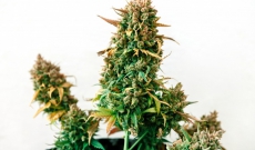 10 Best feminized seeds for outdoor growing