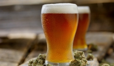 Is Cannabis Safer than Alcohol?: The Case for the Cali-Sober Lifestyle