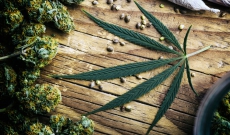 Where and How to Buy Marijuana Seeds