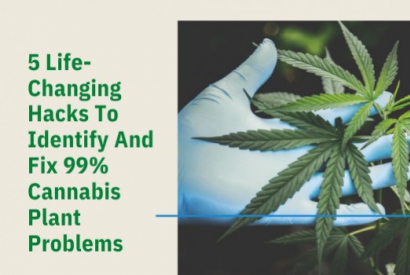 5 Life-Changing Hacks To Identify And Fix 99% Cannabis Plant Problems