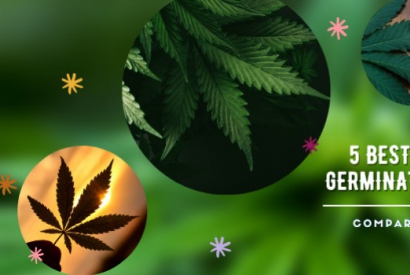 5 Best Marijuana Germination Methods: Compare And Choose