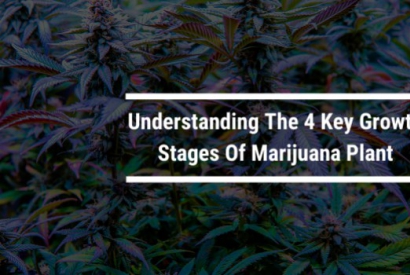Forståelse for de 4 centrale vækststadier af en marihuana plante