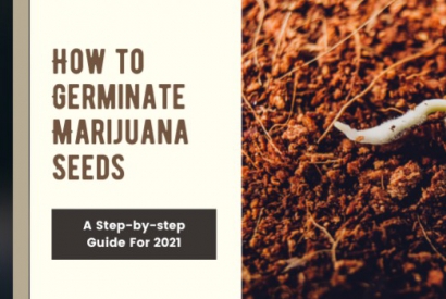 How to Germinate Marijuana Seeds: A Step-by-step Guide For 2021