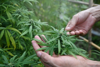 Beste Cannabis-stammer å vokse i et drivhus