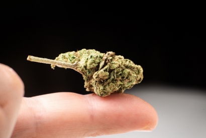 5 beste hybride cannabis soorten om te groeien